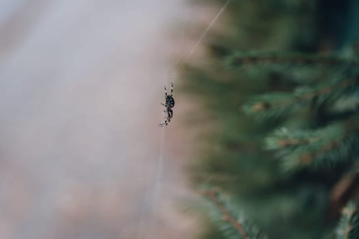 Close up shot of spider hanging on silk rope. Wild fauna and insects, hunting spider