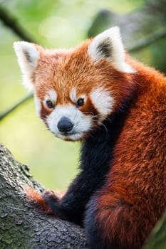 Red panda bear climbing tree. close-up of a rare red panda in forest on green tree