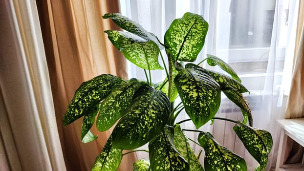 Dieffenbachia plant in a pot on a stool by the window. Retro interior in light colors. Background with plant with green leaves and fabric