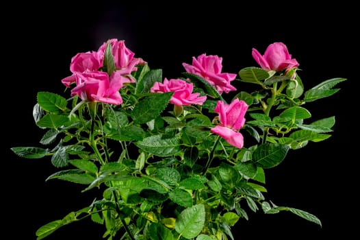 Pink tea rose Hot kiss kordana on a black background. Flower head close-up.