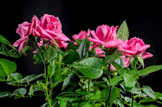 Pink tea rose Hot kiss kordana on a black background. Flower head close-up.