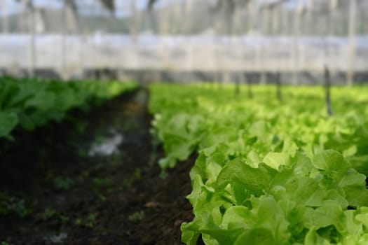 Fresh organic lettuce growing in greenhouse. Sustainable agriculture and Healthy food concept.