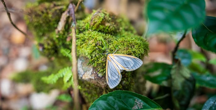 A white butterfly rests on a moss mound, with a blurred green background.