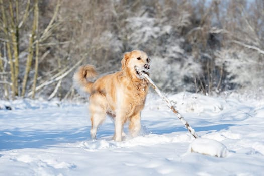 Golden Retriever Dog Plays With Stick In Winter Forest, Enjoying Snowy Fun