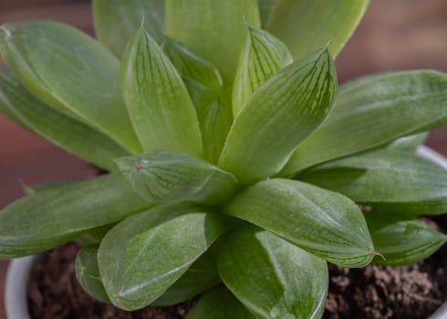 Detail of Haworthia cymbiformis (Cathedral Window Haworthia). Beautiful succulent perennial plant with simple fleshy leaves in ceramic pot, Background of natural green cactus flower, Space for text, Selective focus.