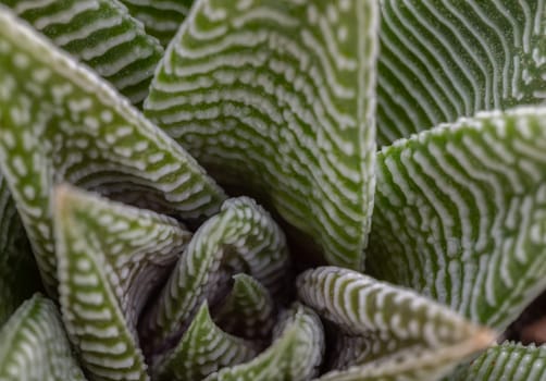 Detail of Haworthia limifolia (Spider White) with green base, and a unique pattern of white. is a unique evergreen succulent plant, Haworthia Zebra plant or Haworthia fasciata in natural sunlight, Cactus flower, Space for text, Selective focus.