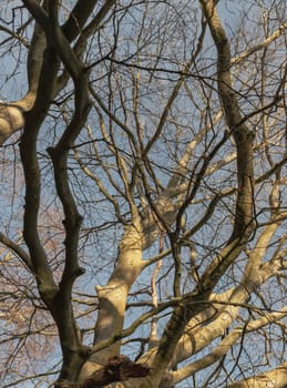 Look up through into Branches of a leafless tree with clear blue sky background. Selective focus.