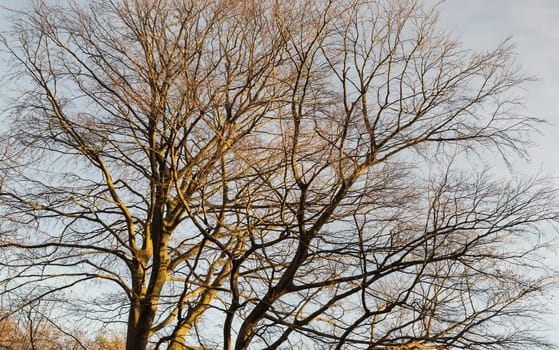 The tangled spreadingof leafless hibernating tall tree against clear blue sky. Deciduous tree in winter season in nature, Branches of a leafless tree, Selective focus.