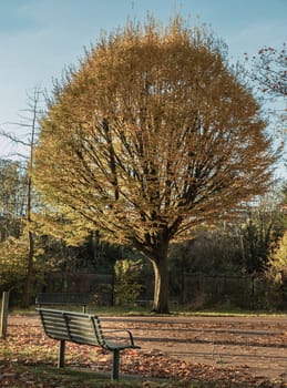 Empty park bench and Aspen tree (Populus tremula) with colorful autumn leaves in natural sunlight. Autumnal landscape, Seat and unwind area. Copy space, Selective Focus.