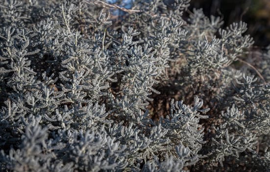 Gray Santolina or Cotton lavender (Santolina chamaecyparissus) Evergreen sub-shrub, with silver-grey dissected leaves growing. Silver corals miniature plants, button-like flowers, Space for text, Selective focus.