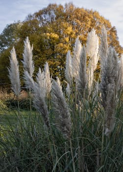 The fascinating plumage of the flowers of the pampas grass in the park. White cream fluffy flowers of Cortaderia selloana, is a nice floering grass for the garden, Copy space, Selective focus.