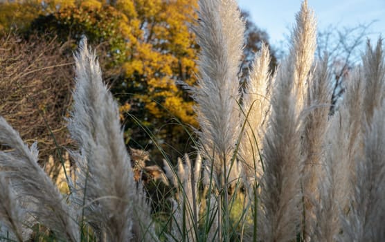 The fascinating plumage of the flowers of the pampas grass in the park. White cream fluffy flowers of Cortaderia selloana, is a nice floering grass for the garden, Space for text, Selective focus.