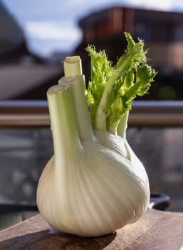 Fresh organic fennel vegetable on wooden cutting board with natural sunlight. Raw Organic Fennel Bulb, Healthy and benefits of Florence fennel bulb, Space for text, Selective focus.