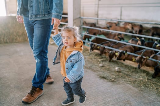 Little girl pulls her dad across the farm with goat pens in the background. Cropped. High quality photo