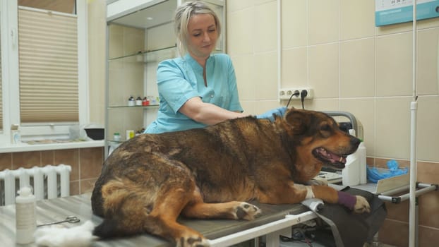 Yard village dog examined by a vet clinic doctor