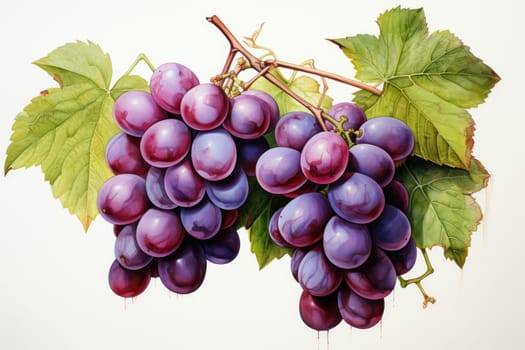 Watercolor grapes branches isolated on white. AI Generated