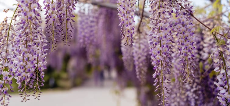 Blooming Wisteria Sinensis with classic purple flowers in full bloom in drooping racemes against the sky. Garden with wisteria in spring