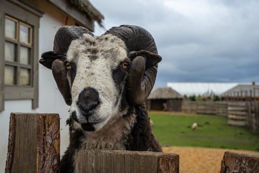 ram peeks out from behind fence.