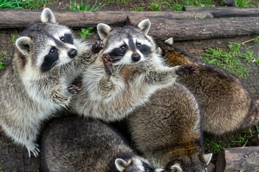 Raccoons beg for food. Petting Zoo