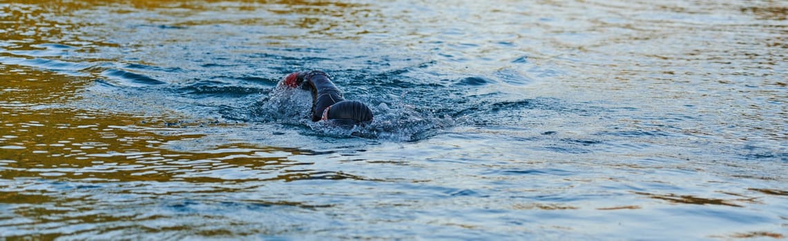 Triathlon athlete swimming on lake in sunrise wearing wetsuit. High quality photo