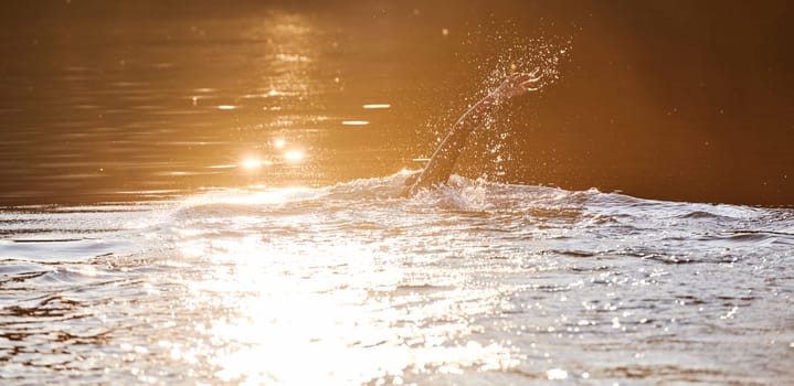 Triathlon athlete swimming on lake in sunrise wearing wetsuit. High quality photo