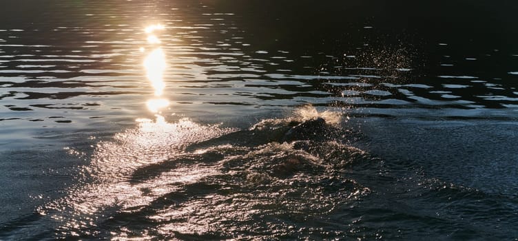 Triathlon athlete swimming on lake in sunrise wearing wetsuit. High quality photo