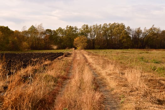 Autumn country landscape with trees, road and an arable land