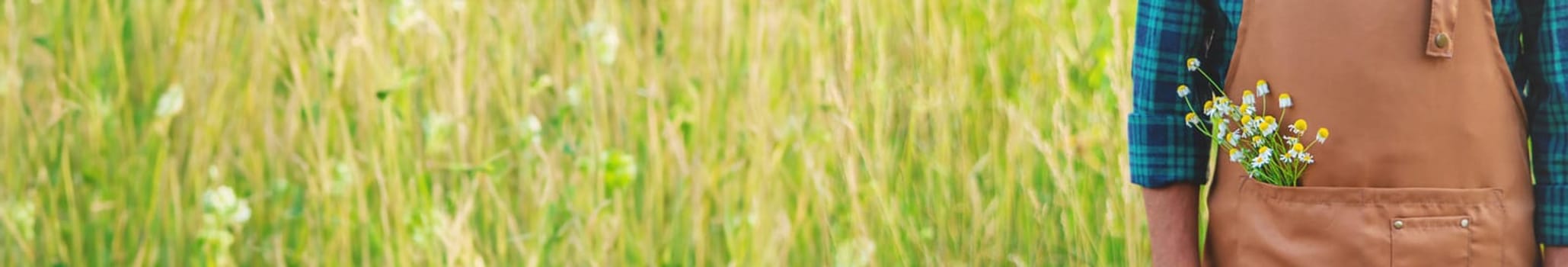 A man collects medicinal herbs in a field. Selective focus. Nature.