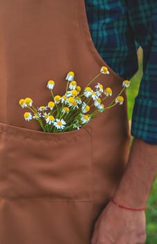 A man collects medicinal herbs in a field. Selective focus. Nature.