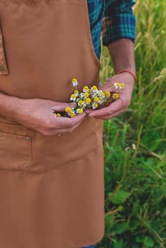 A man collects medicinal herbs in a field. Selective focus. Nature.