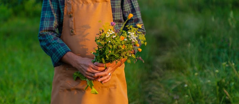 A man collects medicinal herbs in a field. Selective focus. Nature.