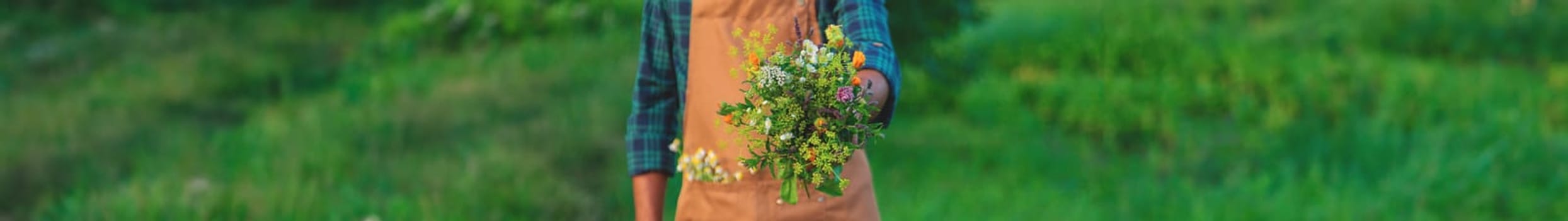 A man collects medicinal herbs in a field. Selective focus. Nature.