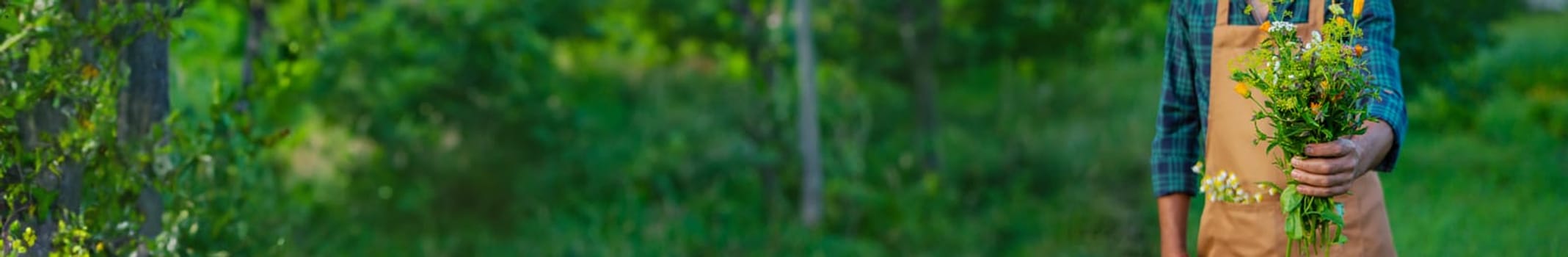 A man collects medicinal herbs in a field. Selective focus. Nature.