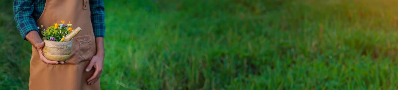 A man collects medicinal herbs in a field. Selective focus. Nature.