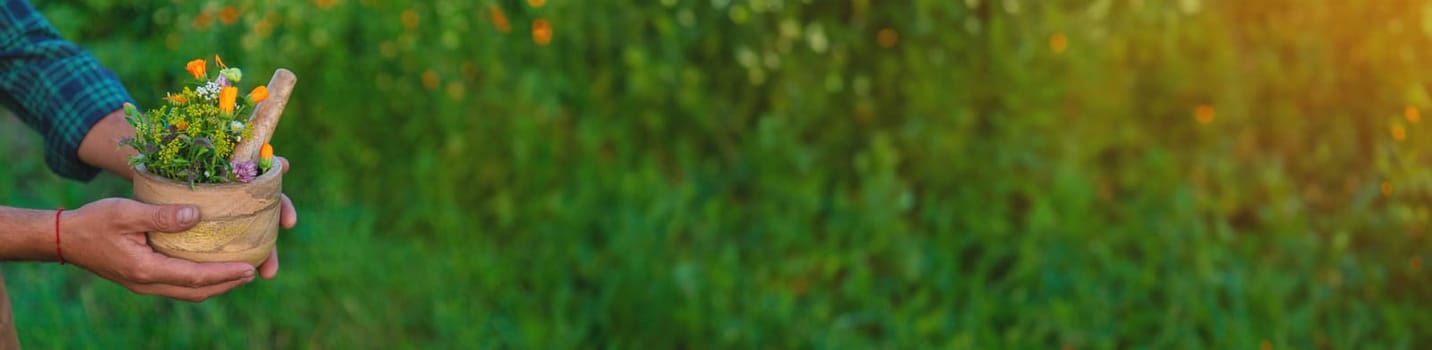 A man collects medicinal herbs in a field. Selective focus. Nature.