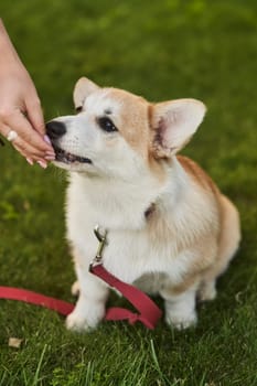 close up portrait of happy Welsh Corgi Pembroke dog smiling in a park in summer. High quality photo