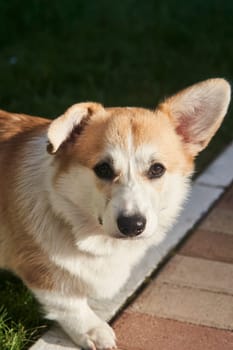 close up portrait of happy Welsh Corgi Pembroke dog smiling in a park in summer. High quality photo