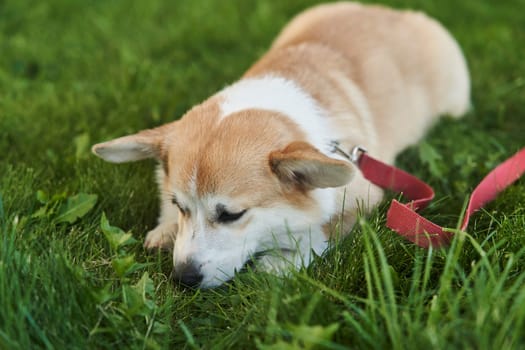 close up portrait of happy Welsh Corgi Pembroke dog smiling in a park in summer. High quality photo