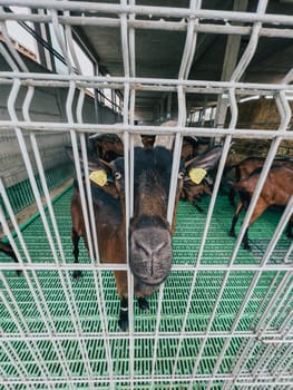 Brown goat pokes its nose between the bars of a fence. High quality photo