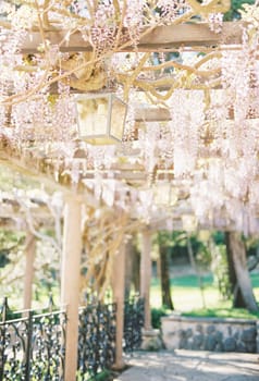 Pink blooming wisteria hangs from the wooden beams of a pergola in the garden. High quality photo