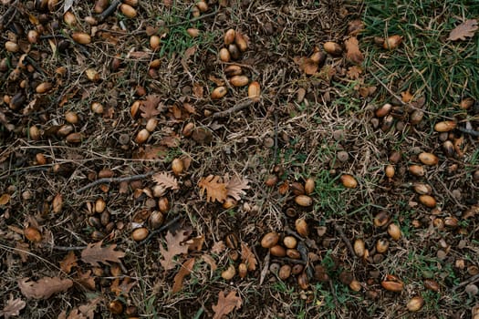 Brown oak leaves and acorns lie among small branches on green grass. High quality photo