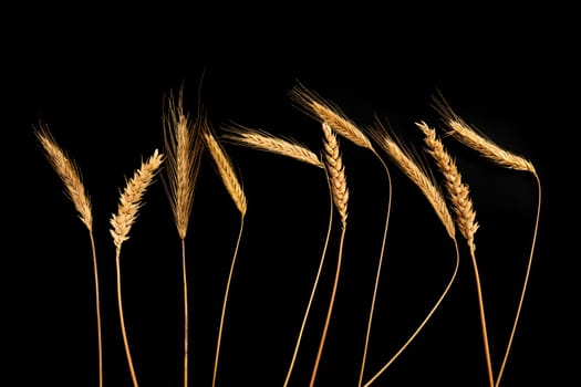 Dry ears of wheat on a black background, top view.