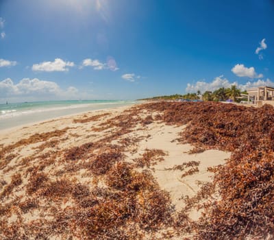 Playa del Carmen Quintana Roo Mexico 01. June 2021 beautiful Caribbean beach totally filthy and dirty the nasty seaweed sargazo problem in Playa del Carmen Quintana Roo Mexico.