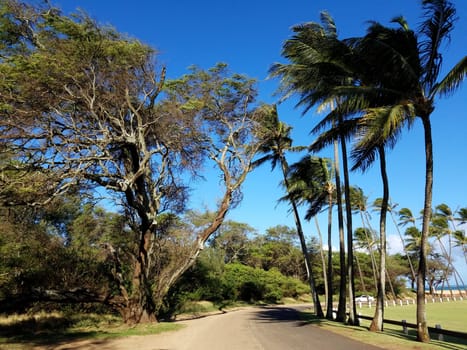 Beautiful day at Baldwin Beach Park in Maui, Hawaii. The photo shows the palm trees and the blue sky, creating a tropical and relaxing atmosphere. The photo is taken from the perspective of a path or road, leading to the grassy field and the building in the distance.
