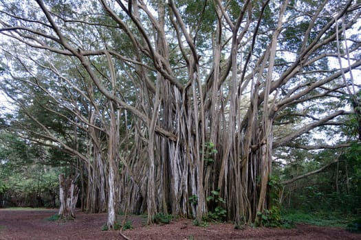 A beautiful banyan tree on the north shore of Oahu, Hawaii, with its characteristic aerial roots.