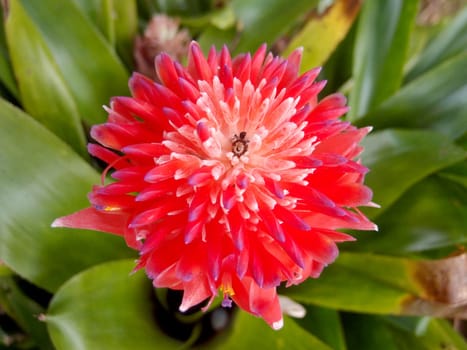 A close up of a bright red Bromeliads flower showing the coiled petals and the tubular shape of the flower.
