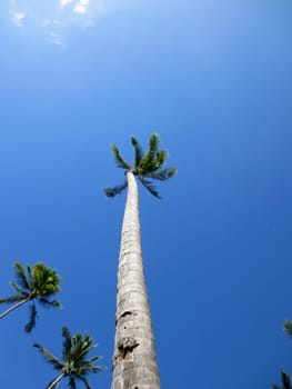 Coconut trees from a low angle. The trees have tall, slender trunks with a rough texture. The trees have a crown of green fronds at the top. The background is a clear blue sky. There are other coconut trees visible in the background. 
