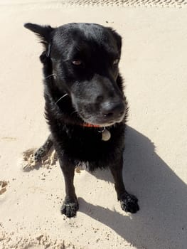 A cute and friendly black dog on a sandy beach in Hawaii, enjoying the sun and the breeze.