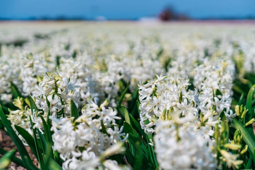 A mesmerizing landscape showcasing a vast meadow in the Netherlands filled with blooming white daffodils, creating an enchanting and serene scenery that captivates the eye and soothes the soul.