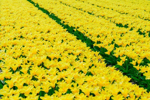 Stunning and captivating view of unbounded yellow tulip fields extending into the distance, forming a breathtaking and colorful natural landscape under the radiant sunlight.